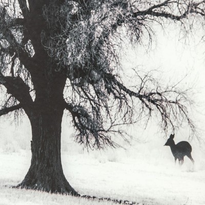 Stoic Tree Woodland Fog 32" Square Wood-Framed Landscape Print