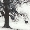 Yosemite Home Decor Winter?s Morning Fog II - 4 of 4
