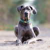 Blue Buffalo Life Protection Formula Natural Adult Large Breed Dry Dog Food with Chicken and Brown Rice - 4 of 4