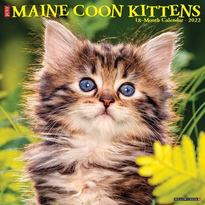 2022 Wall Calendar Just Maine Coon Kittens - Willow Creek Press