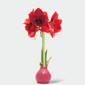 Waxed Amaryllis Rosewood Pink - Good Little Garden™ - 1 of 3