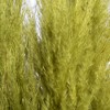 Vickerman 46" Dried Pampas Grass - 3 of 4