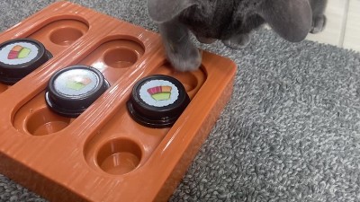 Quirky Kitty Brown Bento Box Puzzle Cat Toy