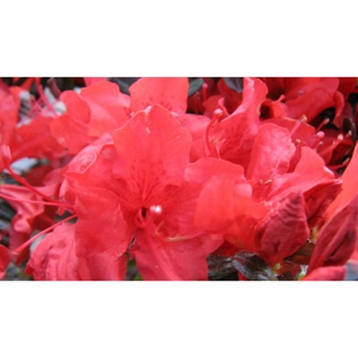 2.5qt Trouper Azalea Plant with Pink Blooms - National Plant Network