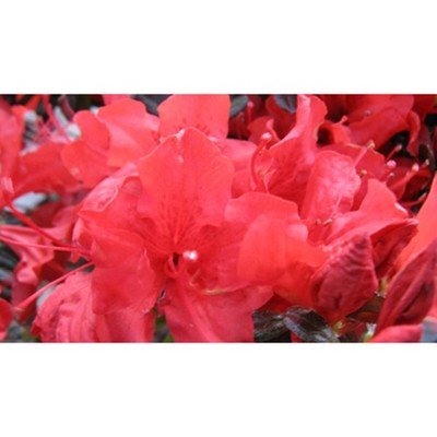 2.25gal Trouper Azalea Plant with Pink Blooms - National Plant Network