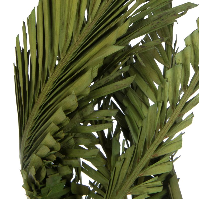 Vickerman 40-48" Twisted Coco Palm Stems, Dried, 4 of 6