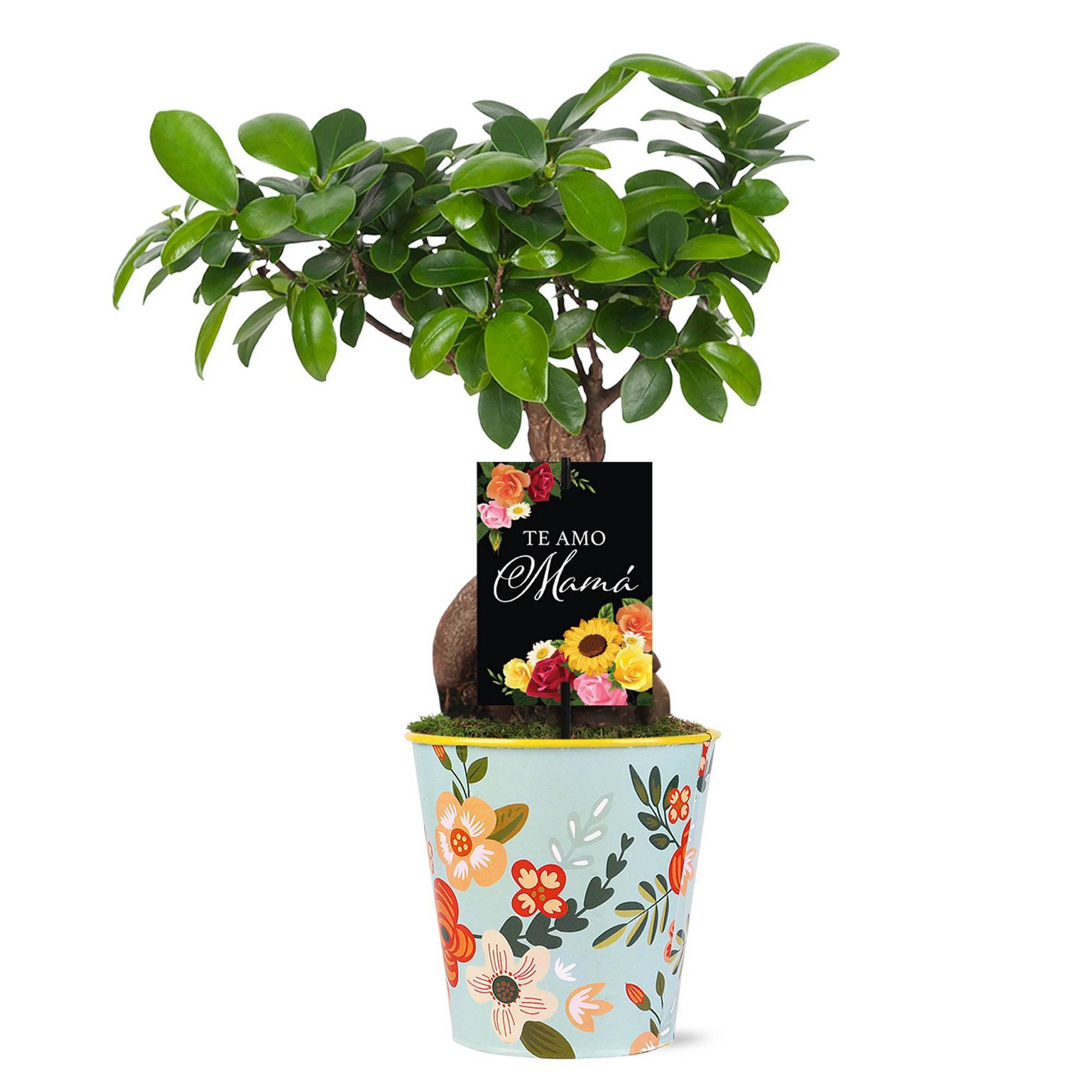 Green Circle Growers 5" Giftable Bonsai Tree For Mom in Rifle Tin Pot