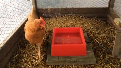 Green Heated Pet Water Bowl with Anti-Chew Cord Protector