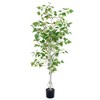 Nature Spring Birch Artificial Tree - 60-Inch Potted Faux Plant with Natural Looking Leaves - image 2 of 4