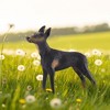 Breyer Animal Creations CollectA Cats & Dogs Collection Miniature Figure | Doberman Pinscher - 2 of 4