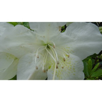 2.25gal Pleasant White Azalea Plant with White Blooms - National Plant Network