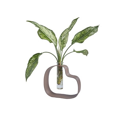LiveTrends Protozoa Live Houseplant