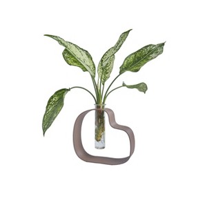 LiveTrends Protozoa Live Houseplant - 1 of 3
