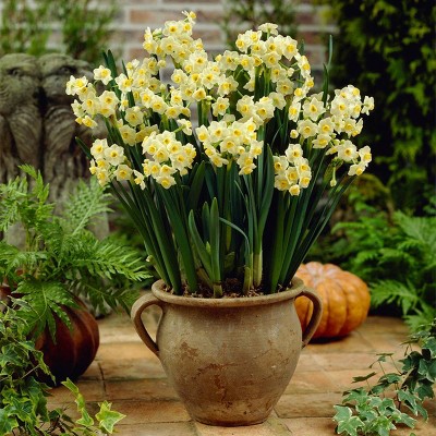 6ct Narcissus Avalanche for Indoor Forcing Bulbs - Van Zyverden