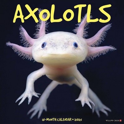 Willow Creek Press Axolotls 2025 Wall Calendar: Monthly 12x12" Paper, All Ages, Blue, Sewn Binding