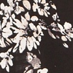 black printed