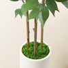 5-7FT Adjustable Ficus Tree Fake Plants Artificial Tree with Real-Wood Branches & White Planter  Indoor/Outdoor Floor Plant by DR.Planzen - 4 of 4