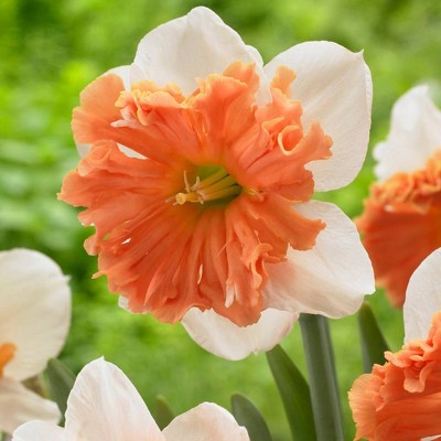 Set of 6 2019 Color of the Year Daffodil Bulbs Living Coral - Van Zyverden