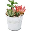 Juvale 4 Pack Artificial Succulents Plants, Faux Fake Cactus with Iron Bucket for Garden & Patio Decor, 6.5 in - 3 of 4