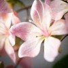 Sullivans 41" Artificial Pink Peach Blossom Stem - 2 of 2