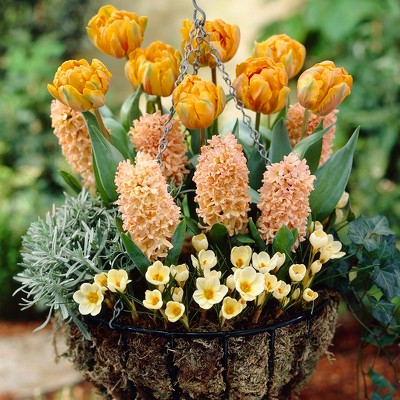 Apricot Sunset Blend Set of 50 bulbs - Apricot - Van Zyverden