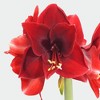 Waxed Amaryllis Rosewood Pink - Good Little Garden™ - 2 of 3