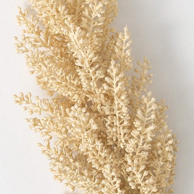 Eternal Greenery 29" Faux Astilbe Stem in Off-White