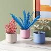 Multicolor Succulent Multipack Plant - Room Essentials™ - 2 of 4