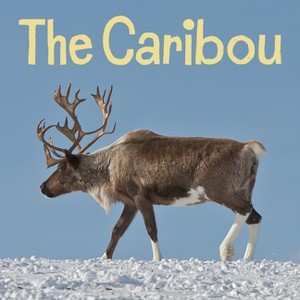 The Caribou - (Nunavummi Reading) by  Arvaaq Press (Paperback) - 1 of 1
