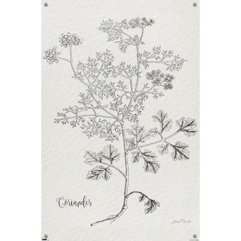 Trends International Jean Plout - Botanical Studies on Paper Coriander Unframed Wall Poster Prints, 4 of 7