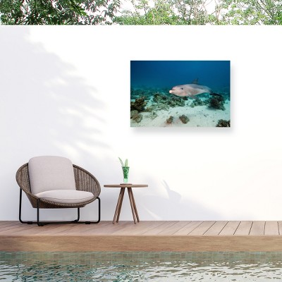 Trademark Fine Art - Dray van Beeck Bottlenose dolphin Matted Framed Art