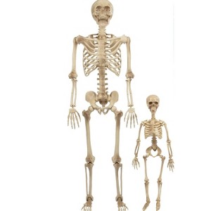 Life Size Human Skeleton Halloween Decoration Value 2 Pack- Adult 5' 4" & Child 2' - Articulated Posable Limbs Stay, Weather Resistant Indoor/Outdoor - 1 of 4