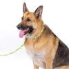 Country Brook Petz® Martingale Collar and Leash - Plaid and Argyle Collection - 2 of 4