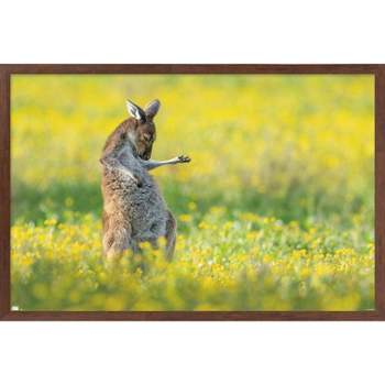 Trends International The Comedy Wildlife Photography Awards: Jason Moore - Air Guitar Roo Framed Wall Poster Prints