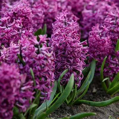 Set of 10 Purple Sensation Hyacinth Bulbs - Van Zyverden