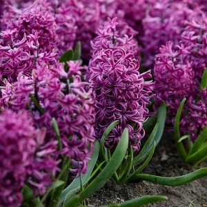 Van Zyverden 10ct Bulbs Hyacinth Purple Sensation - 1 of 4