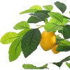 Artificial Lemon Tree with Lights, Realistic Faux Indoor Tree with Lifelike Leaves & Fruit for Home Decor in Living Room & Office - 4 of 4