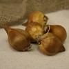 Van Zyverden 12ct Bulbs Iris Dutch Sapphire Beauty - 3 of 4