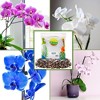 Soil Sunrise 2qt Orchid Potting Soil Mix; Fast Draining Healthy Media - 4 of 4