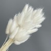 Alilang Dried Bunny Tail Grass Stems for Modern Home Decoration and Floral Arrangements, 23.5 Inches - 2 of 3