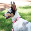 Country Brook Petz Premium Nylon Dog Collar with Metal Buckle for Small Medium Large Breeds - Vibrant 30+ Color Selection - 2 of 4