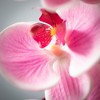 Sullivans 38.5" Phalaenopsis Stem, Pink - 2 of 2