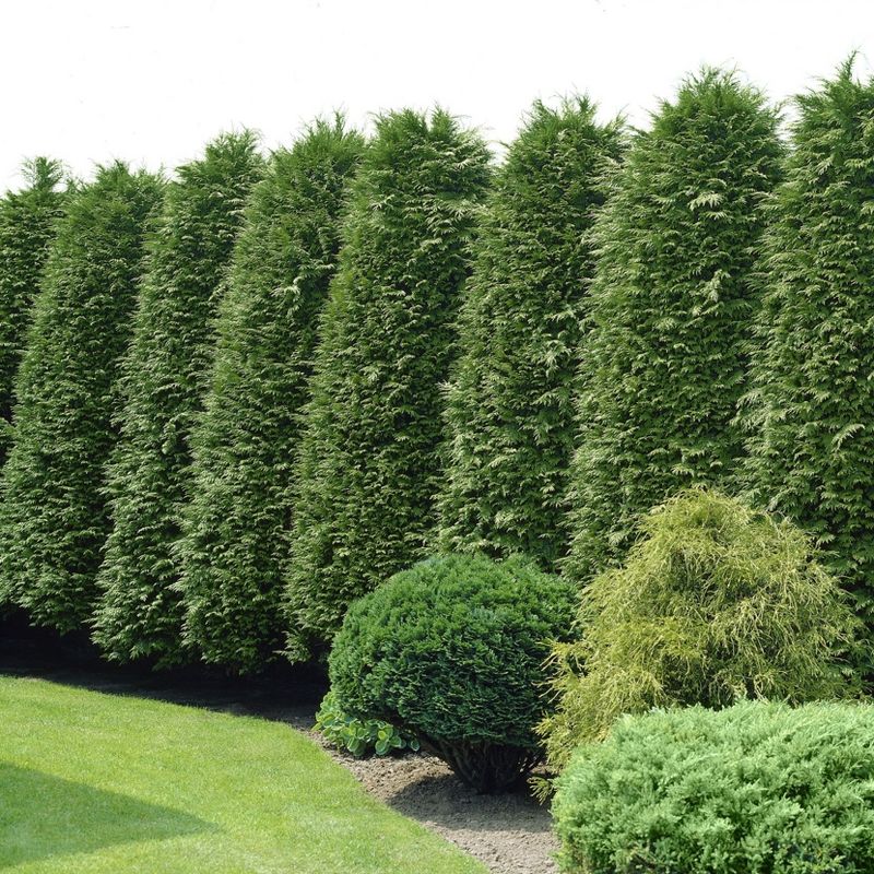 Arborvitae 'Green Giant' U.S.D.A. Hardiness Zones 5-8 Cottage Hill, 3 of 5