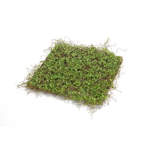 Melrose Lifelike Moss Display Mat (Set of 12) - 1 of 3