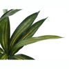 Artificial Plant, 51" Tall, Dracaena Tree, Indoor, Faux, Fake, Floor, Greenery, Potted, Real Touch, Decorative, Green Leaves, Black Pot - 4 of 4