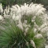 White Muhly Grass 1pc U.S.D.A. Hardiness Zones 6-10 National Plant Network 2.5qt: Perennial Outdoor Garden Ornamental Grass - 3 of 4