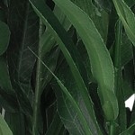 red_olive branch