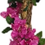 125cm bougainvillea tree