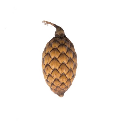 Vickerman Natural Botanicals 0.8-1.2 inch Cane Fruit Natural. Dried, preserved natural product.
