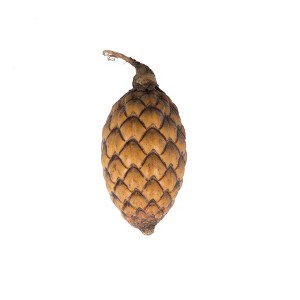 Vickerman Natural Botanicals 0.8-1.2 inch Cane Fruit Natural. Dried, preserved natural product. - 1 of 3